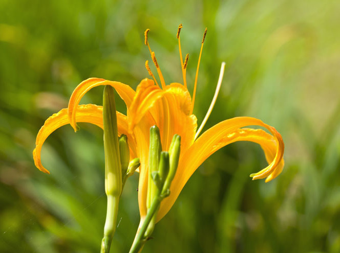 1448939321835790.jpg snap0376.jpg