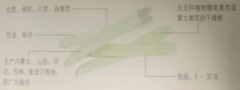 黃芪的功效之最佳補中益氣之藥 黃芪的功效之最佳補中益氣之藥