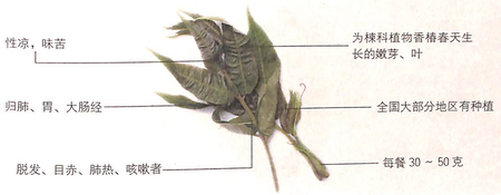 香椿的功效作用能有效的抗衰老 香椿的功效作用能有效的抗衰老