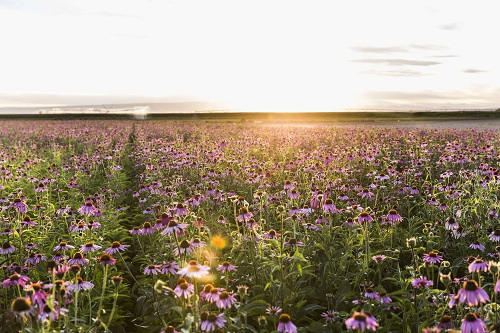 1451022573375373.jpg 23326991574_1dc8726fd5.jpg