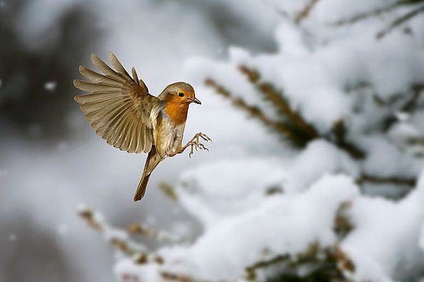 1451959908741122.jpg c67-1188664.jpg