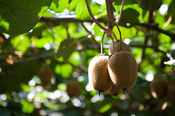 奇異果、芒果、酪梨怎么去皮 奇異果炒飯怎么做
