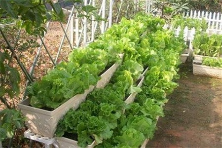 無菌LED人工光照種植蔬菜興起營養(yǎng)夠嗎? 無菌LED人工光照種植蔬菜興起營養(yǎng)夠嗎?