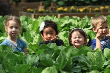 無菌LED人工光照種植蔬菜興起營養(yǎng)夠嗎? 無菌LED人工光照種植蔬菜興起營養(yǎng)夠嗎?