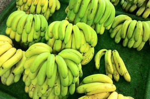 吃香蕉對記憶有好處嗎 必吃補腦3水果 吃香蕉對記憶有好處嗎 必吃補腦3水果