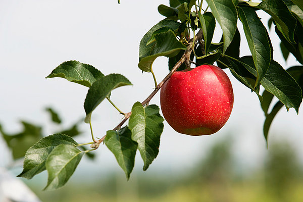 吃香蕉對記憶有好處嗎 必吃補腦3水果 吃香蕉對記憶有好處嗎 必吃補腦3水果