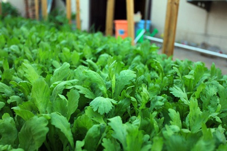 吃火鍋時搭配茼蒿 輕松預防臉部水腫 吃火鍋時搭配茼蒿 輕松預防臉部水腫