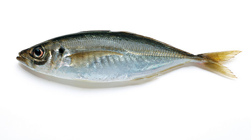 1453702307917706.jpg 24020232329_677bb3263a.jpg