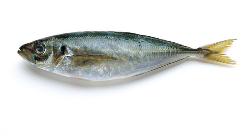 1453702313356319.jpg 23761229813_f51ef57583.jpg