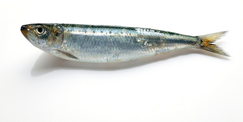 1453702421871192.jpg 24279799192_b9a6c69ae1.jpg