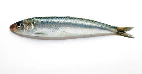 1453702433137863.jpg 24020232239_b2fb2cb512.jpg