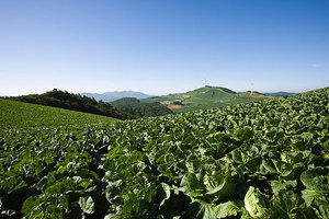 蔬菜顏色與營養(yǎng)價值判斷好壞 蔬菜顏色與營養(yǎng)價值判斷好壞