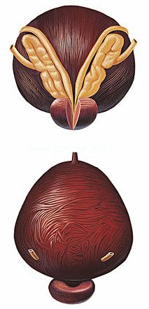 1453778214436503.jpg snap070.jpg