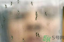 什么是塞卡病毒?如何傳染的?怎么預(yù)防最有效? 什么是塞卡病毒?如何傳染的?怎么預(yù)防最有效?