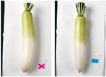 白蘿卜確定外形是否筆直、精實(shí)還有成長(zhǎng)線與須根 
