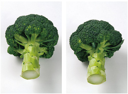 綠花椰挑選切口呈漂亮的圓形，花蕾緊密的