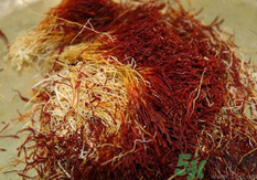 熬夜的人可以喝藏紅花嗎?晚上熬夜能喝藏紅花嗎 熬夜的人可以喝藏紅花嗎?晚上熬夜能喝藏紅花嗎