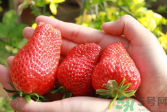 草莓吃多了會上火嗎?吃草莓會上火嗎.png 草莓吃多了會上火嗎?吃草莓會上火嗎.png