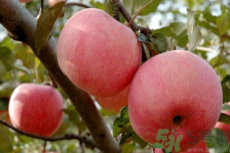 蘋果什么時(shí)候吃最好 吃蘋果的最佳時(shí)間 蘋果什么時(shí)候吃最好 吃蘋果的最佳時(shí)間