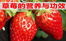 草莓如何挑選 草莓怎么保存好