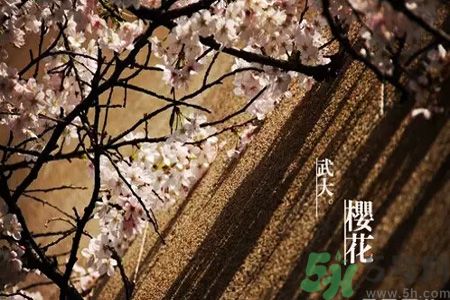 為什么那么多人喜歡櫻花?中國(guó)和日本櫻花有什么區(qū)別