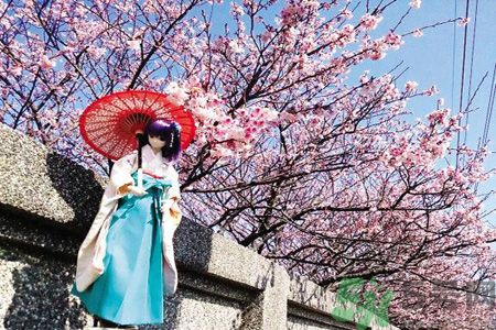 為什么那么多人喜歡櫻花?中國(guó)和日本櫻花有什么區(qū)別