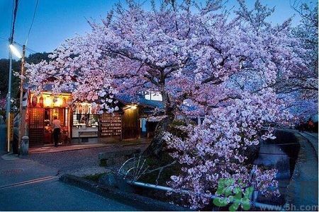 為什么那么多人喜歡櫻花?中國(guó)和日本櫻花有什么區(qū)別