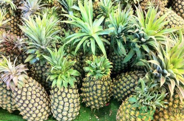 菠蘿和香蕉可以一起吃嗎？菠蘿可以做湯嗎？