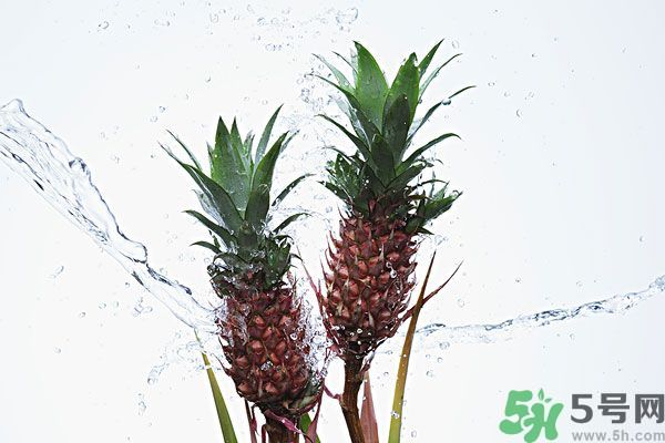 菠蘿和螃蟹能一起吃嗎？菠蘿能與螃蟹同吃嗎？