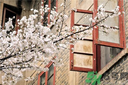 武大櫻花什么時(shí)候開放?武大櫻花將于3月10日盛放 武大櫻花什么時(shí)候開放?武大櫻花將于3月10日盛放