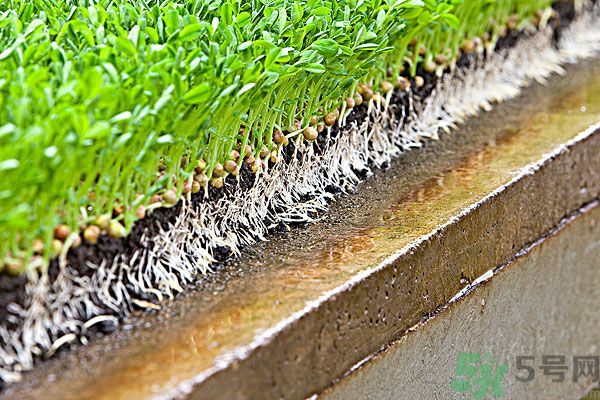 孕婦可以吃豆芽菜嗎？孕婦吃豆芽對胎兒有好處嗎？