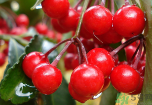 1457339855738094.png Image 001.png