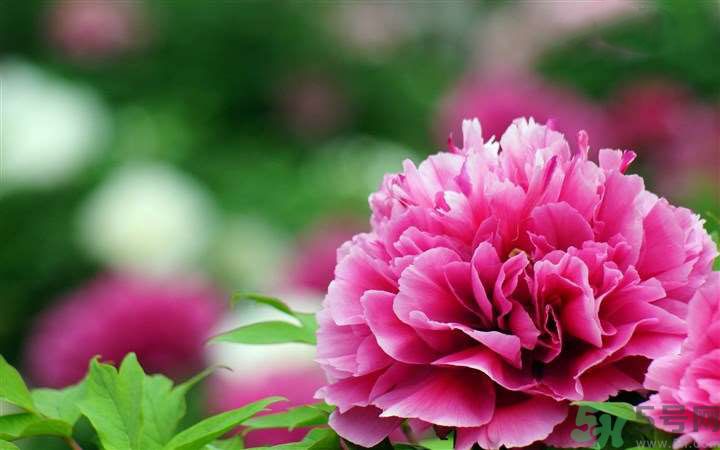 懷孕了能養(yǎng)花嗎？養(yǎng)什么花對(duì)胎兒好？