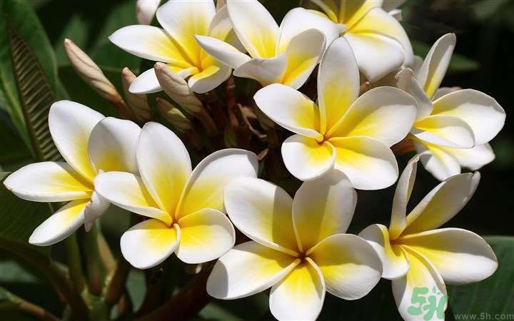 懷孕了能養(yǎng)花嗎？養(yǎng)什么花對(duì)胎兒好？