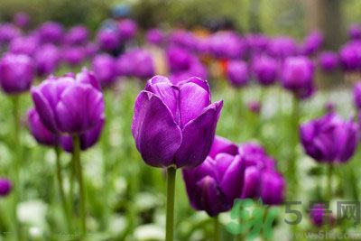 懷孕了能養(yǎng)花嗎？養(yǎng)什么花對(duì)胎兒好？