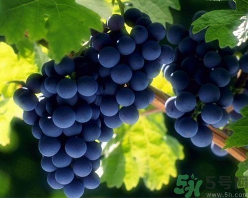 女生宮寒可以吃葡萄嗎？宮寒怎樣調(diào)理？