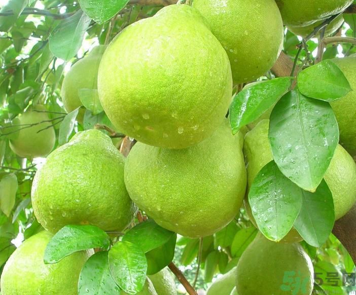 春季吃什么養(yǎng)生？春季怎樣養(yǎng)生？