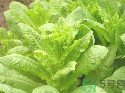 孕婦吃萵筍好嗎?孕婦吃萵筍對胎兒好嗎 孕婦吃萵筍好嗎?孕婦吃萵筍對胎兒好嗎