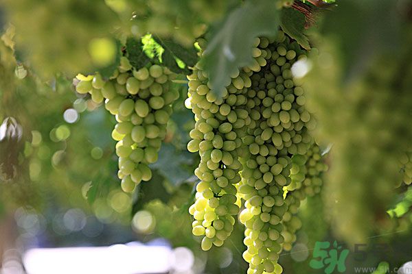 吃葡萄對皮膚好嗎？吃葡萄可以延緩衰老嗎？