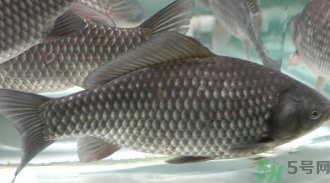 吃魚真的能變聰明嗎？喝魚湯有什么好處？