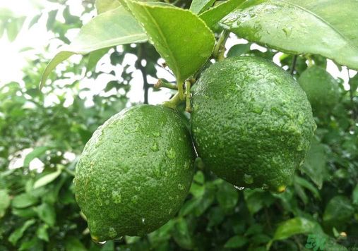 吃什么會發(fā)胖？吃什么會減肥？