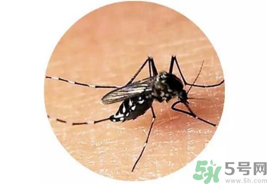 黃熱病是什么？黃熱病是什么癥狀？