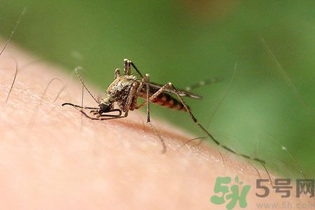 黃熱病可以吃水果嗎？怎么預防黃熱病癥狀？