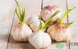 蒜頭長(zhǎng)芽還能吃嗎?蒜頭長(zhǎng)芽可以吃嗎? 蒜頭長(zhǎng)芽還能吃嗎?蒜頭長(zhǎng)芽可以吃嗎?