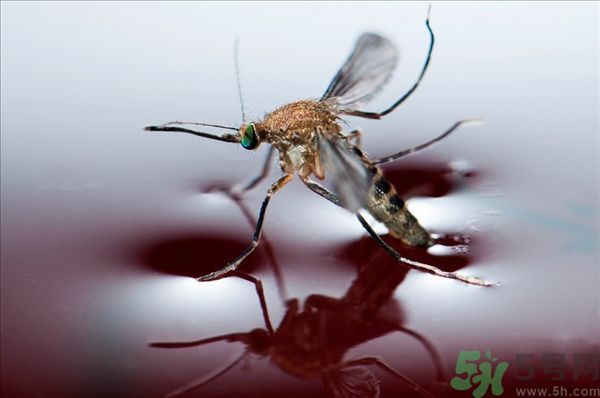 黃熱病怎么預(yù)防？黃熱病預(yù)防措施有哪些？