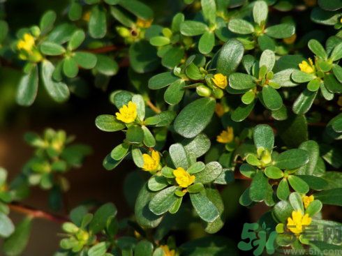 春天吃什么蔬菜好？春天吃蔬菜對(duì)身體有什么好？