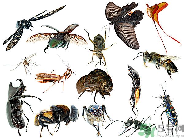 打黃熱病疫苗注意事項(xiàng)？防蚊蟲叮咬的最好方法