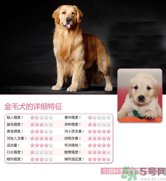 熱門寵物排名你知道嗎？寵物明星有哪些？