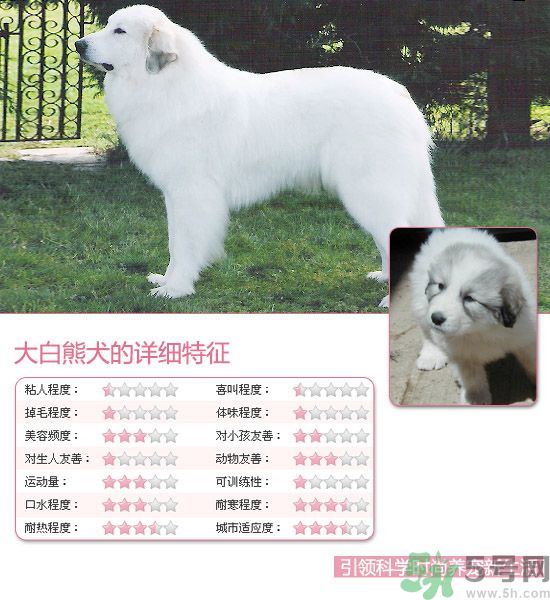 熱門寵物排名你知道嗎？寵物明星有哪些？