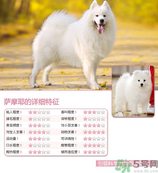 熱門寵物排名你知道嗎？寵物明星有哪些？